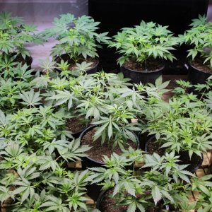 &#127793;2017-18 Multi-Strain Grow-Weeks 3 thru 7 of Veg.-12/31/17&