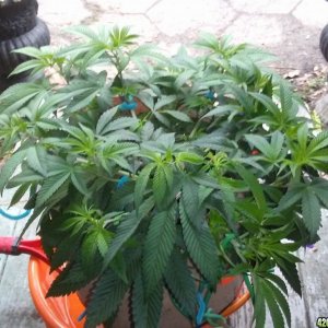 Moonshine blueberry grow