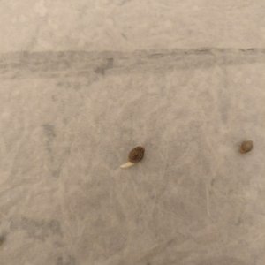 Germination of unknown seeds