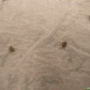 Germination of unknown seeds