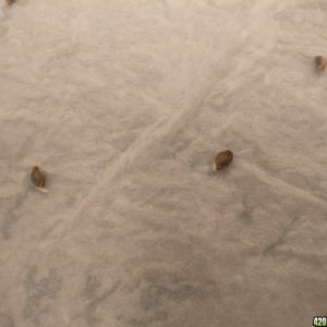 Germination of unknown seeds