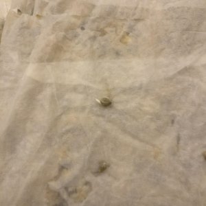 Germination of unknown seeds