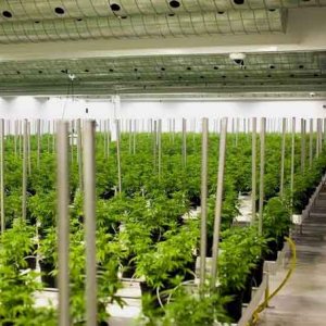 Warehouse Grow - James MacDonald