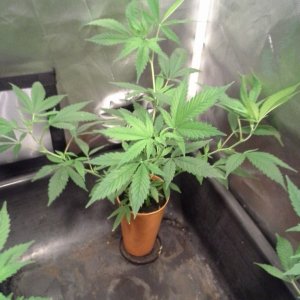 Fliottermouse 2017 Indoor Grow
