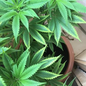 Ghost train haze deficiency?