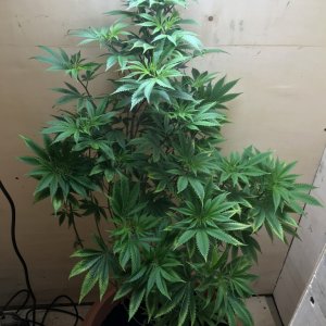 Ghost train haze deficiency?