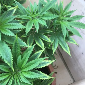 Ghost train haze deficiency?