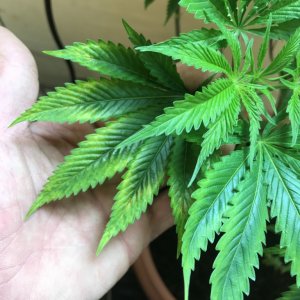 Ghost train haze deficiency?