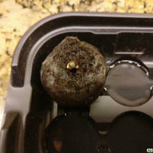 First Sprout :)