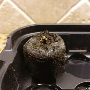 First Sprout :)