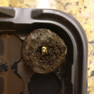 First Sprout :)