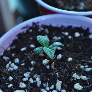 First Grow Coco Blue Mystic Baby 1