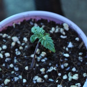 First Grow Coco Blue Mystic Baby 3