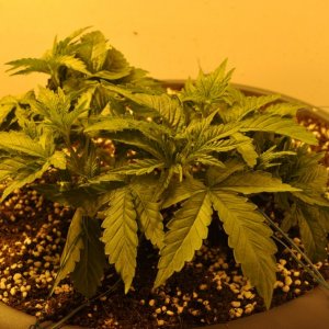 First Grow Coco Blue Mystic Speedy Side