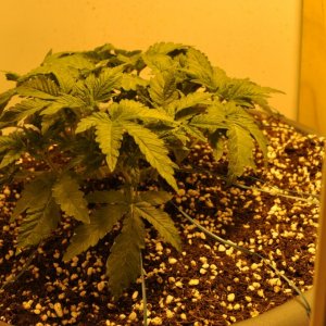 First Grow Coco Blue Mystic Bushy Side