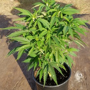 AK-47 clone