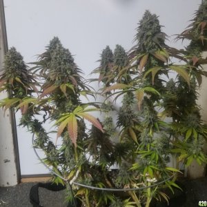 Sour D Harvest time