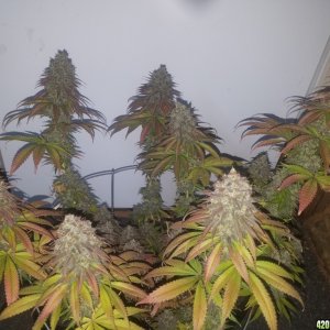 Sour D Harvest time