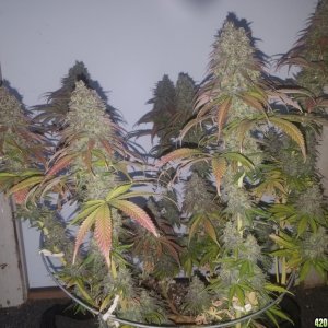 Sour D Harvest time