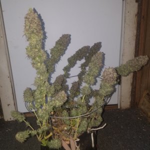 Sour D Harvest time