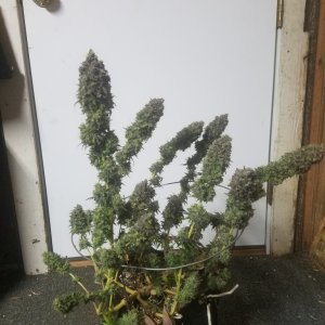 Sour D Harvest time