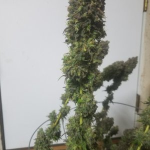 Sour D Harvest time