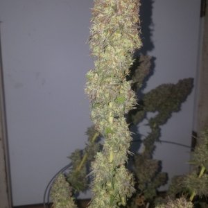 Sour D Harvest time