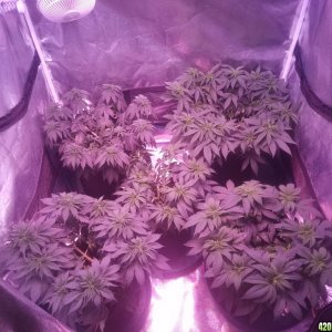 Sour D, Pakastan V, Critical K, Super S, Super S Clone