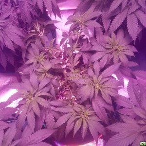 super skunk clone