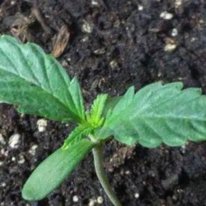 Grow Season January 2018