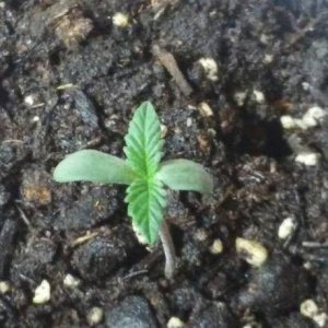 Grow Season January 2018