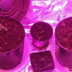 Grow Season January 2018