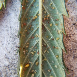 Neem leaf