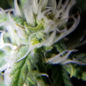 Blueberry Pistils Day 46