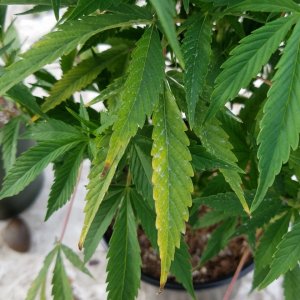 AK-47 clone leaves