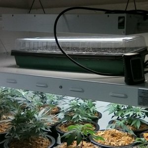 100% organic Veg Room