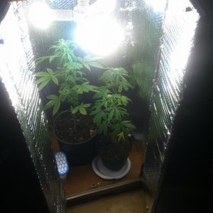 Growbox questions 3.5 x 1.8 x 1.4