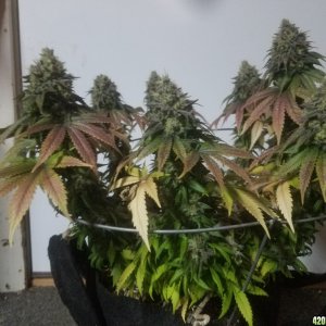 Sour D Harvest