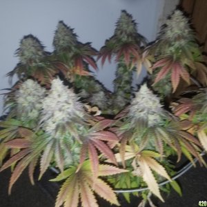 Sour D Harvest