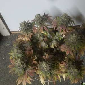 Sour D Harvest