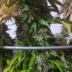 Sour D Harvest