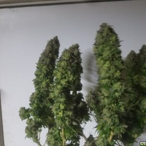 Sour D Harvest