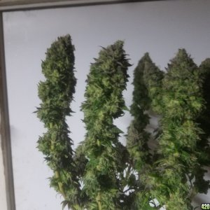 Sour D Harvest