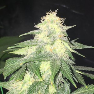 critical autoflower