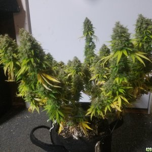 Fruit Punch Harvest