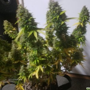 Fruit Punch Harvest