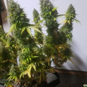 Fruit Punch Harvest