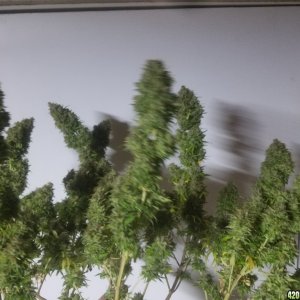 Fruit Punch Harvest