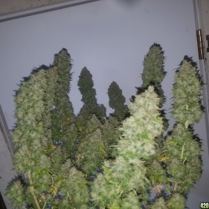 Fruit Punch Harvest