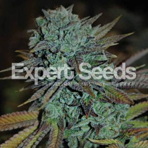 Expert Seeds